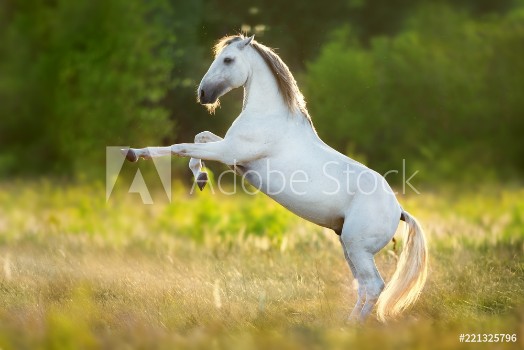 Picture of White horse rearing up on green spring meadow at sunset light